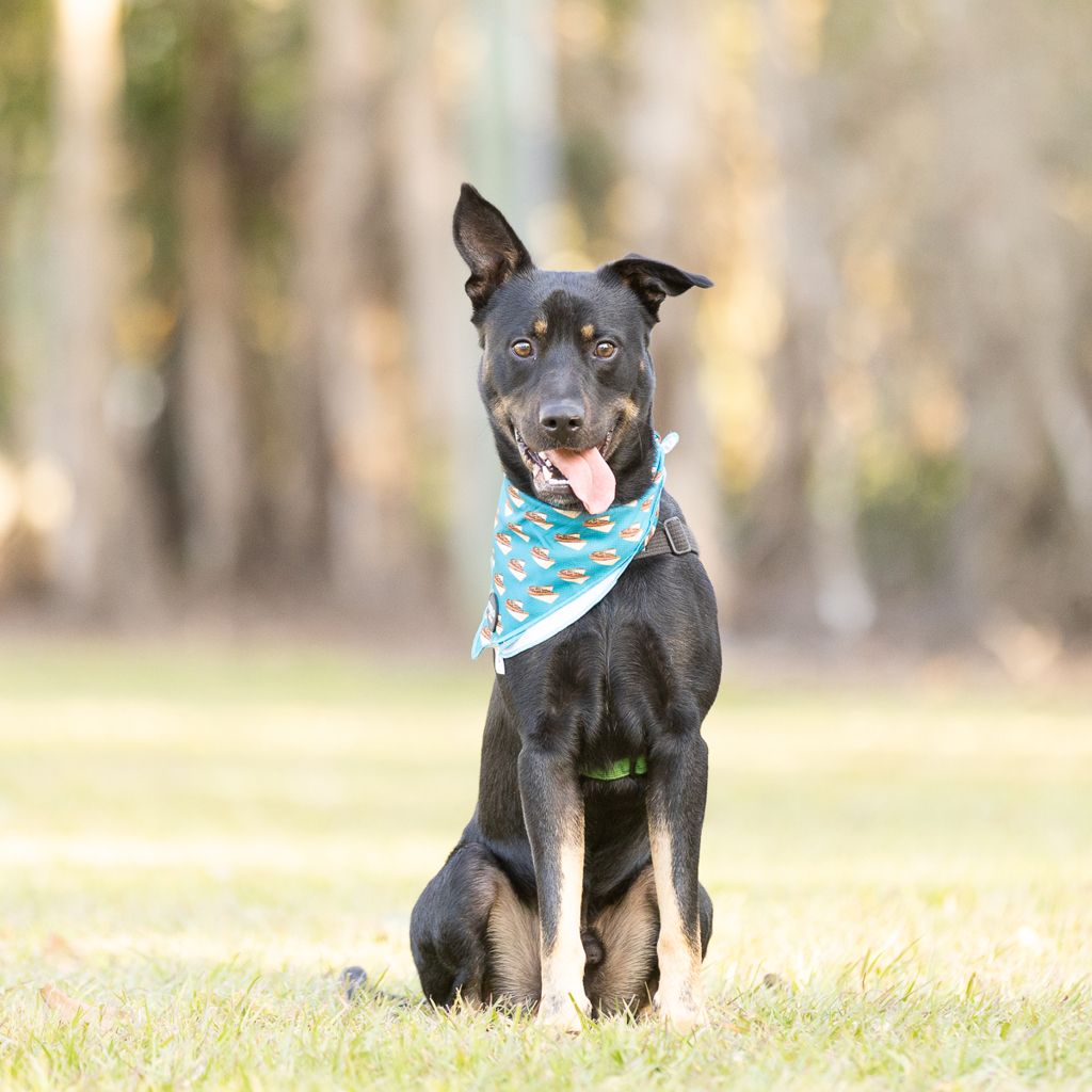 Buddy, a black and tan Australian Kelpie wearing a blue bandana