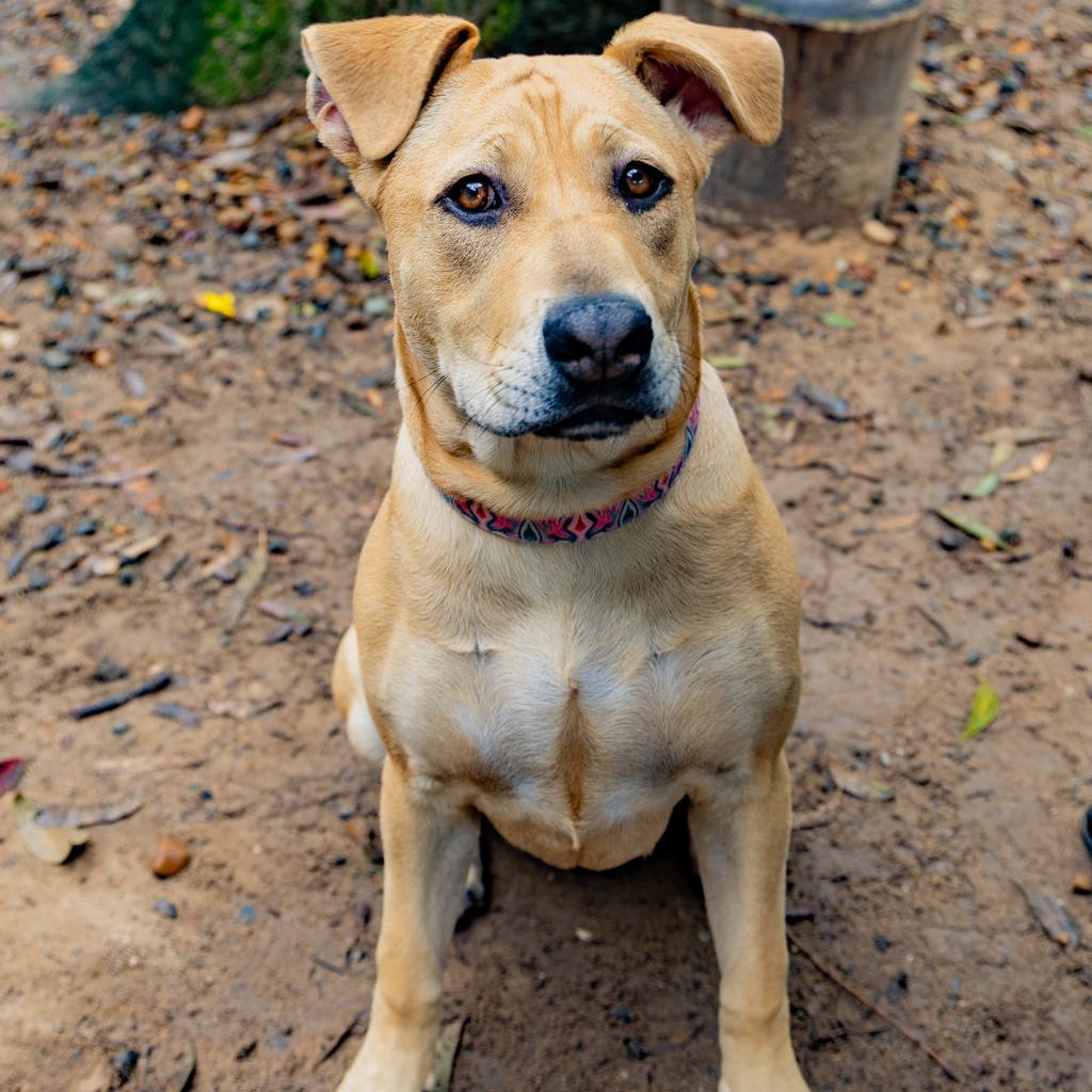 Missy, a tan Sharpei cross Bull Terrier puppy