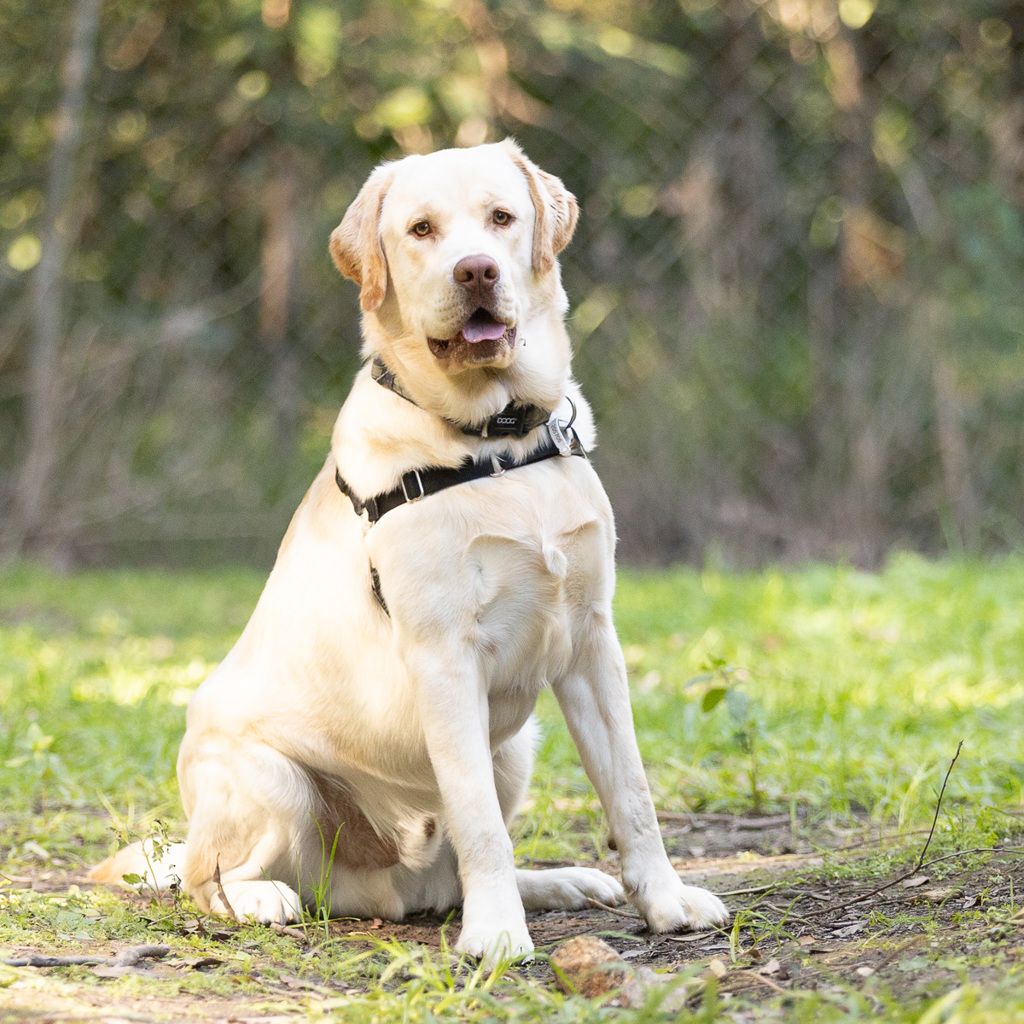 Simba, a yellow Labrador Retriever running on grass